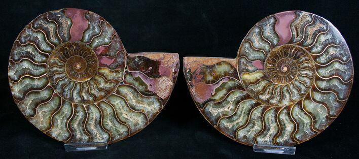 Polished Ammonite Pair - Purple Hues #8418